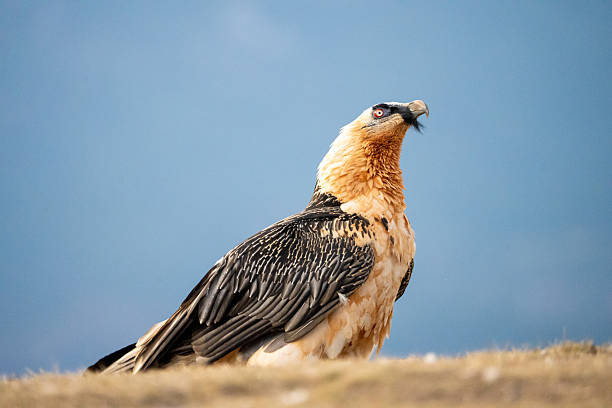 istock Bearded Vulture (Gypaetus barbatus) photographed in Spain 2208701230