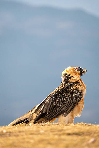 istock Bearded Vulture (Gypaetus barbatus) photographed in Spain 2208701253