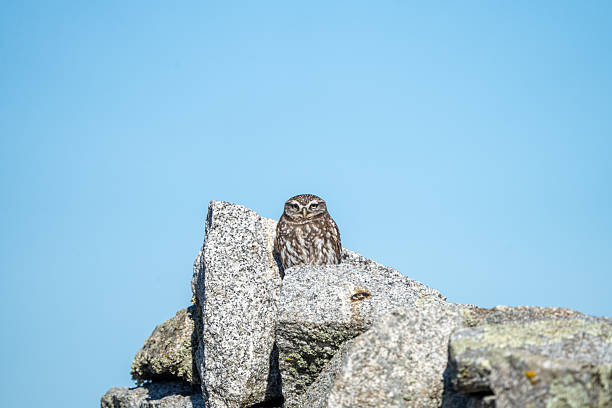 istock Little Owl (Athene noctua) photographed in Spain 2208701262