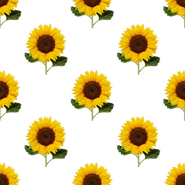 Seamless pattern of vibrant sunflowers blooming on a white background, creating a cheerful and repetitive design