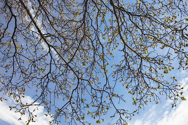 Tree branches with fresh green leaves against blue spring sky. spring greenery, seasonal renewal and natures awakening. For sesonal backgrounds, mindfulness content, and spring greeting cards