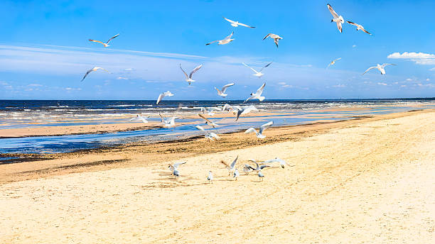 Baltic sea sandy beach in Jurmala, Latvia.