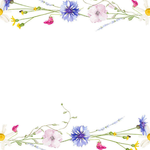 istock Watercolor floral seamless border. Wild meadow blue cornflowers, chamomile, pink, violet, orange, yellow flowers, herb 2208702670
