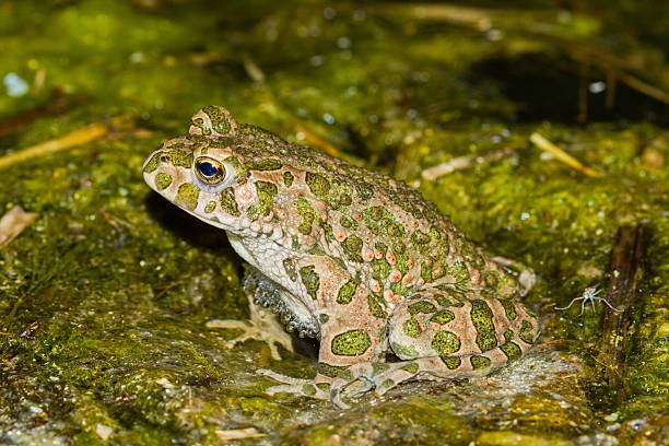 istock The European green toad (Bufotes viridis) in a natural habitat 2208704405