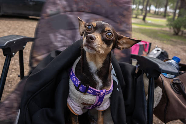 istock Chihuahua sitting on the Chair 2208704641