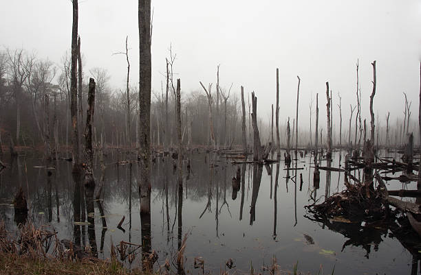 This image portrays a hauntingly beautiful swamp or wetland shrouded in fog. Dead trees rise starkly from the still water, their bare branches adding an eerie, almost skeletal quality to the scene. Many of the trunks appear weathered, decayed, or broken, creating a striking contrast between life and decay.