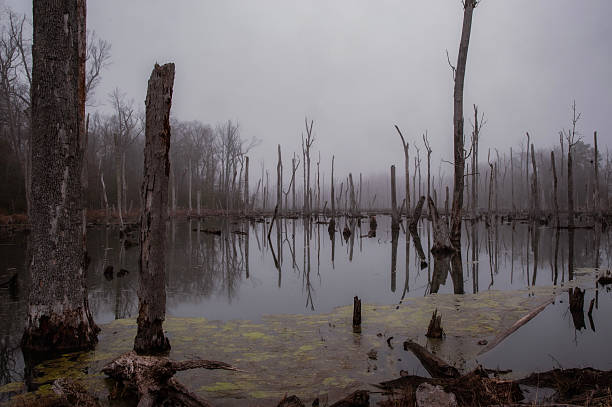 This image portrays a hauntingly beautiful swamp or wetland shrouded in fog. Dead trees rise starkly from the still water, their bare branches adding an eerie, almost skeletal quality to the scene. Many of the trunks appear weathered, decayed, or broken, creating a striking contrast between life and decay.