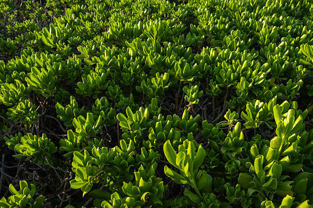 A close-up view of vibrant seaside foliage illuminated by the warm glow of the late afternoon sun on Grace Bay Beach, Providenciales, Turks and Caicos.