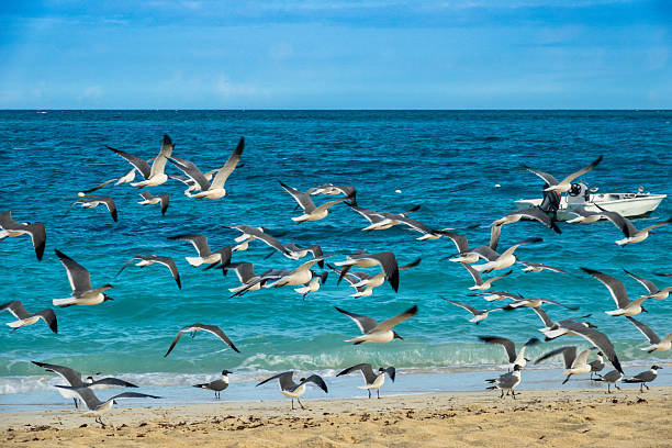 A large flock of laughing gulls takes to the sky above the turquoise waters of Grace Bay Beach in Providenciales, Turks and Caicos. The dramatic movement of the birds contrasts with the calm Caribbean Sea and anchored fishing boat in the background, capturing the dynamic energy of island wildlife.