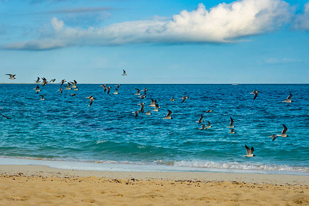 Pelicans and seaguls on a dock in Los Roques island Venezuela. Boats in a Tropical beach. Boats, sailboats and yachts anchored in a Caribbean island. Travel and leisure related images for vacations in the Caribbean. Image taken at Los Roques, Venezuela. Los Roques is an archipelago or group of small islands located at 80 miles north of the Venezuelan coastline and a very popular destination for leisure, diving, kite surfing and all king of water activities. Los Roques and the beauty of the turquoise coastal beaches of Venezuela are almost indistinguishable from those of the Bahamas, Fiji, Bora Bora, French Polynesia, Malau, Hawaii, Cancun, Costa Rica, Florida, Maldives, Cuba, Puerto Rico, Honduras, or other tropical areas.