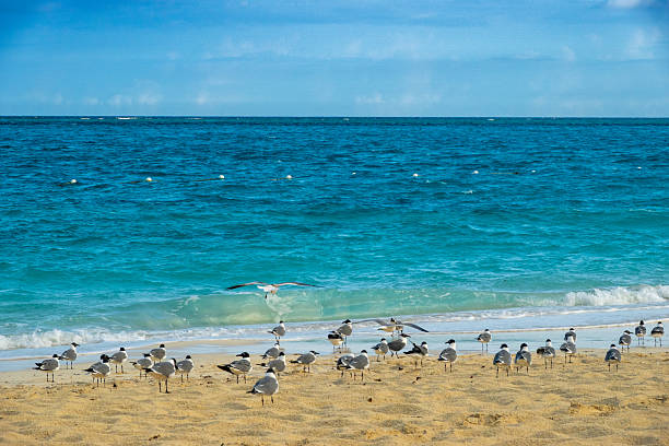 A group of seagulls rests on the sand in front of the calm waters of Grace Bay Beach, on the island of Providenciales, as gentle waves roll onto the shore.