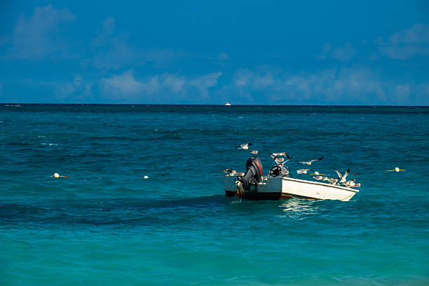 A flock of seagulls congregates on a small anchored dinghy floating in the clear turquoise waters of Providenciales, Turks and Caicos. The vivid colors and calm setting showcase the peaceful coexistence of nature and human elements in the Caribbean.