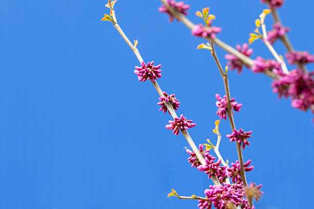 Chinese redbud in full bloom with blue sky background, Japan.