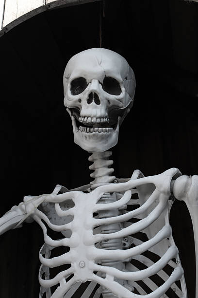 istock Top Part Of Artificial Human Skeleton 2208706425