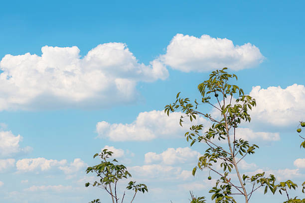 A serene blue sky filled with fluffy white clouds hangs above tall green plants. The vibrant foliage adds a touch of nature to this peaceful outdoor scene, ideal for backgrounds.