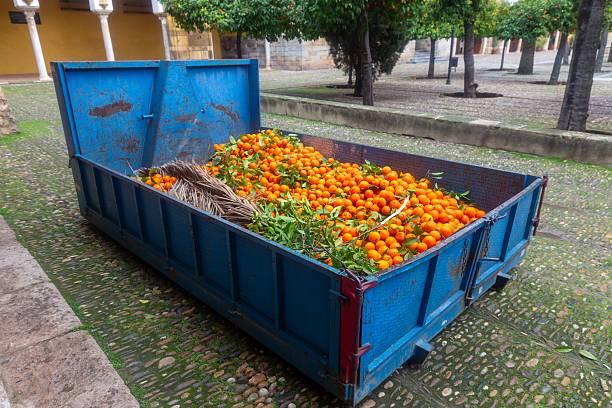 istock Blue Iron Garbabe Container Full of Fallen Ripe Yellow Oranges 2208711521