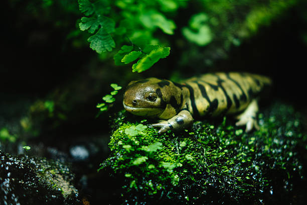 A vibrant salamander is quietly resting majestically on a mosscovered rock, surrounded by lush greenery all around it