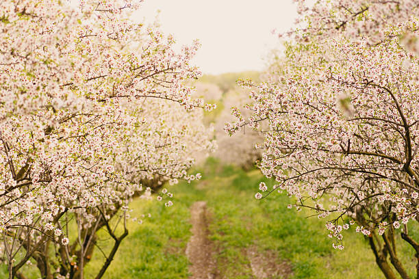Flores blancas y almendros en invierno. Pinto. Madrid.