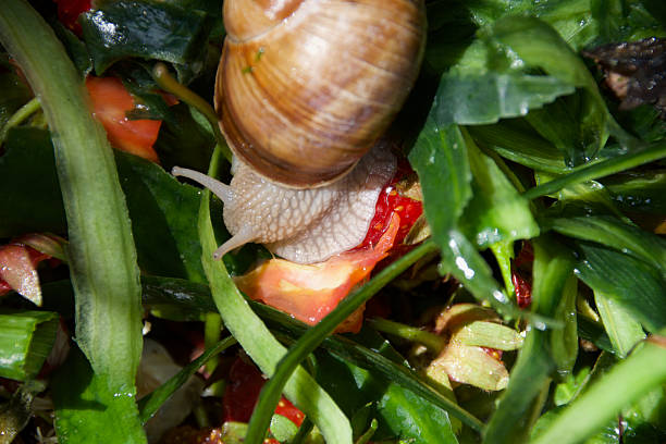 View of a snail on the marble surface after rain.