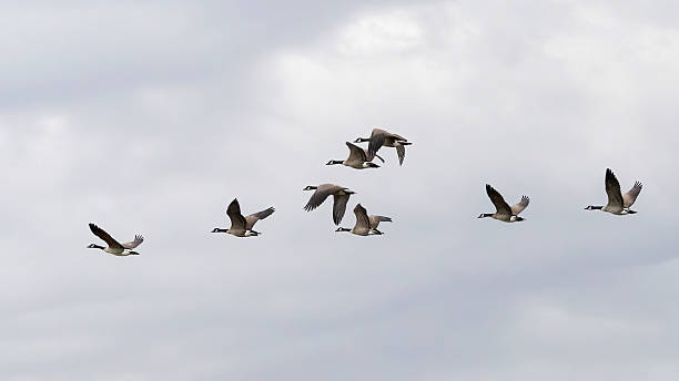 istock A flock of Canada Goose migrating to the South 2208716157
