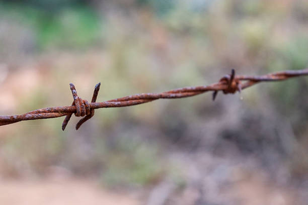 strand of rusty barbed wire fence in selective focus