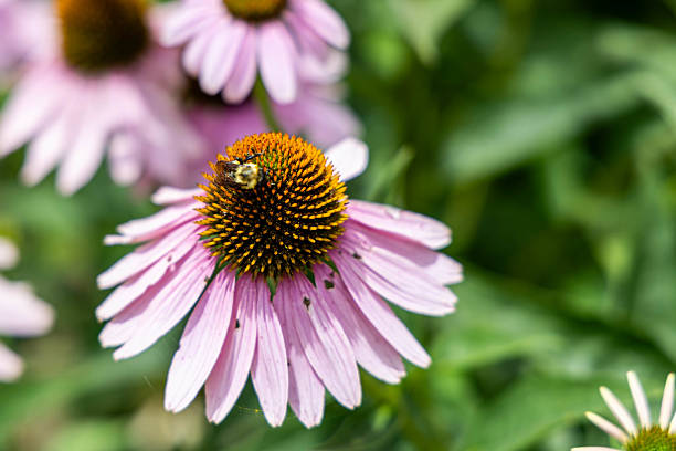 Photo of a Purple Cone flower with Bee in the summertime
