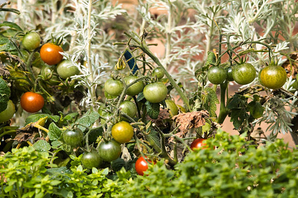 istock Vibrant Tomato Plants in a Garden 2208718374