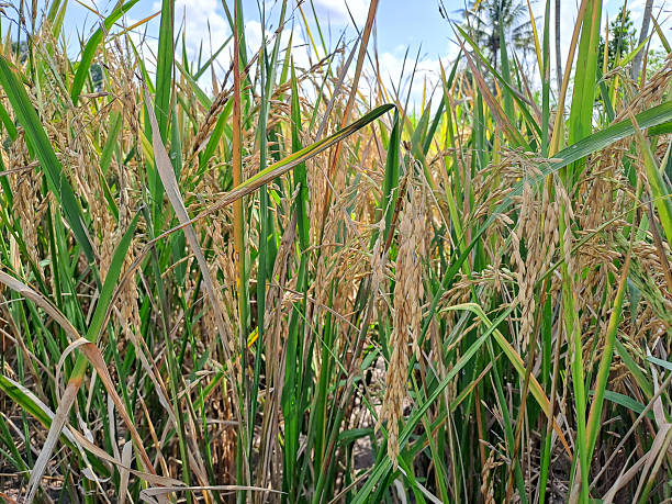 istock Yellow Rice Plant, lush rice field 2208722767