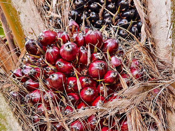 oil palm fruit on the tree and ripe