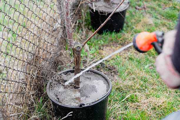 istock Watering trees in a garden nursery. A gardener waters a fruit tree in a container with soil from a hose 2208725621