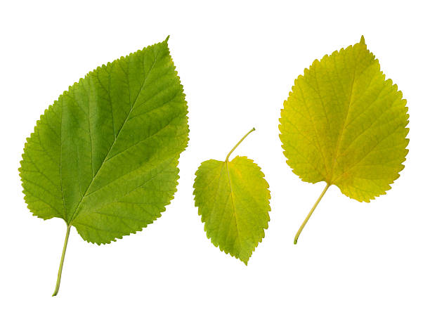 Isolated leaves on white. Fresh green foliage representing nature, growth,  change. Ideal for ecological, botanical, or seasonal designs. Symbol of life, organic themes.