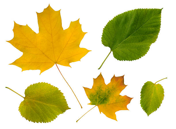 istock Isolated leaves on white. Perfect for fall themes, nature projects, ecological designs. Symbolizes change, growth, seasonal beauty. Clean, crisp aesthetic. 2208725825