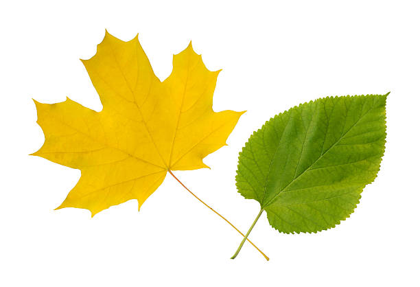 Isolated composition featuring contrasting colored foliage on white. Perfect for seasonal concepts, ecological themes, education, or design elements.