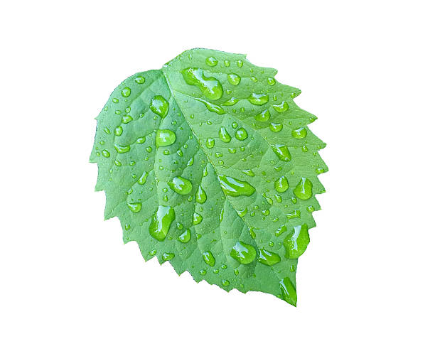 istock Single lush green leaf covered in water droplets against a clean white backdrop. Symbolizes freshness, nature, growth, and purity. Ideal for environmental and wellness themes. 2208726114