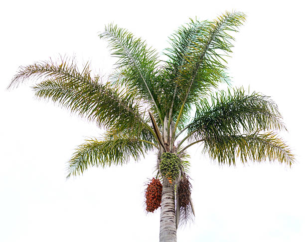 Isolated palm tree with textured trunk, lush fronds, and fruit clusters, set against a white background. Perfect for travel, nature, or tropical themes.