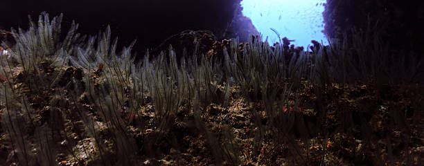 istock Algea in a cave underwater 2208728879