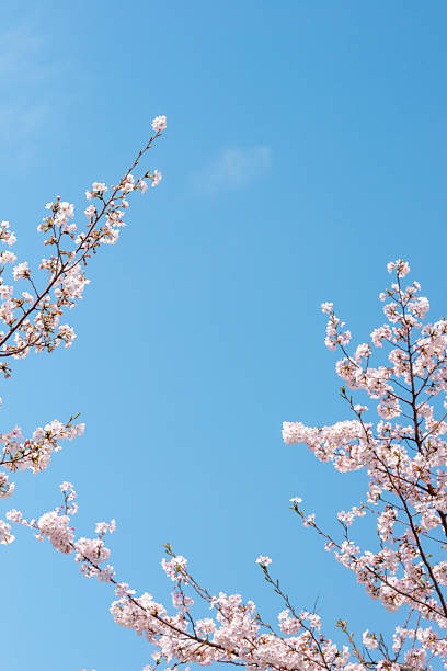 istock Beautiful cherry blossoms in full bloom 2208730512