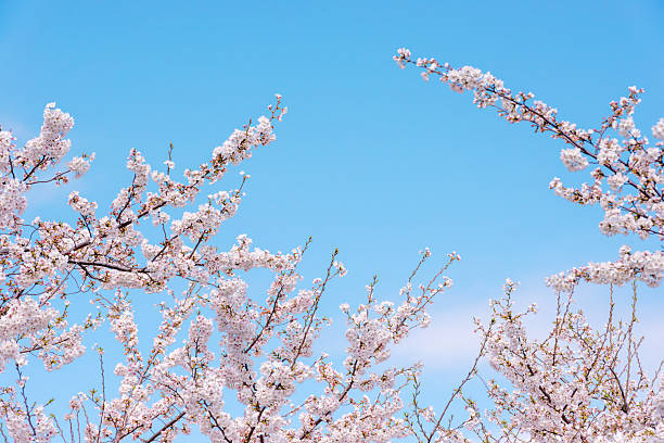 istock Cherry blossoms in full bloom against the blue sky 2208730745