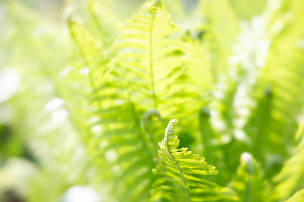Young fern in the spring garden