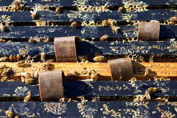 Organic Oxalic Strips being used in beehives. Oxalic strips are handmade from cardboard soaked in oxalic acid and food-grade glycerine. They are used as an eco-friendly way to treat the Varroa mite in beehives to help maintain the bee colonies health.