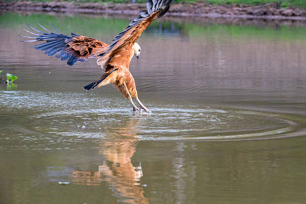 Black Collared Hawk with wings spread and feet extended touching down to capture a fish
