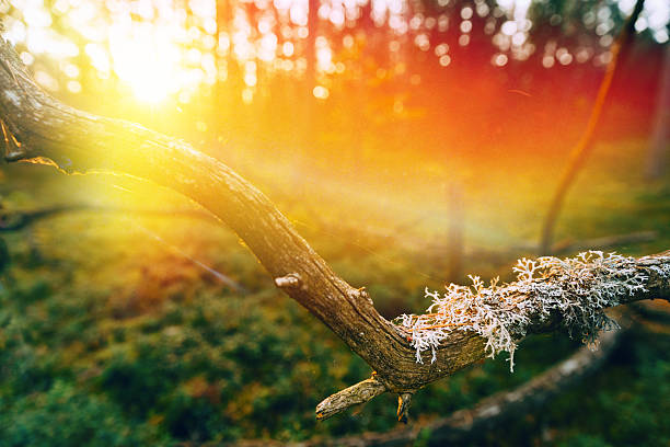 Beautiful Sunset Sun Sunshine In Sunny Autumn Coniferous Forest. Sunlight Sunrays Shine Through Fallen Tree Trunk. Autumn Season. Sunset Sunrise In Summer Forest Trees. Bright Sunshine.