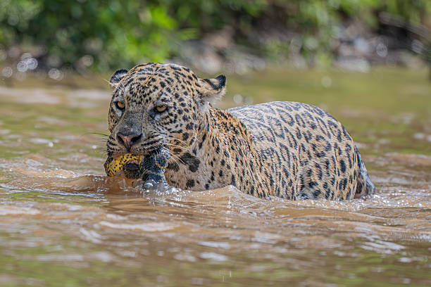 istock Jaguar with captured green Anaconda 2208737332