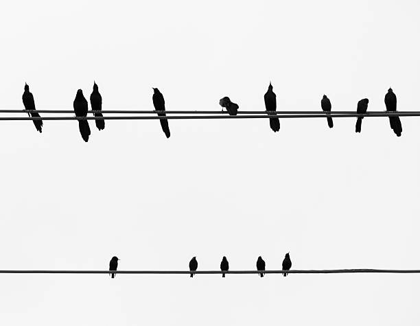 istock Grackles Perched on a Cable with Common Starlings Perched on a Lower Cable Photographed Against a White Sky 2208737345