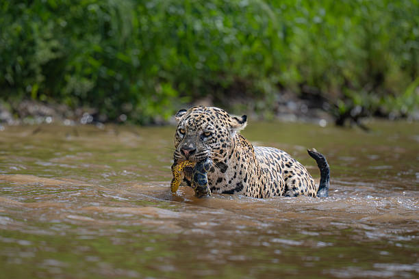 istock Jaguar with captured green Anaconda 2208738364