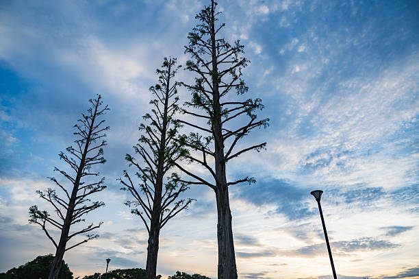 Trees in Teganuma Park in Chiba, Japan