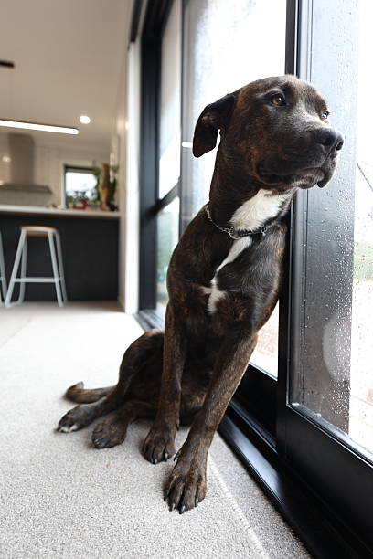 istock Rottweiler Cross Puppy dog 2208745059