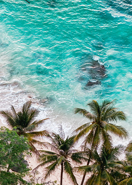 Tropical aerial summer coast with coconut palms, blue water, and pristine white beach.