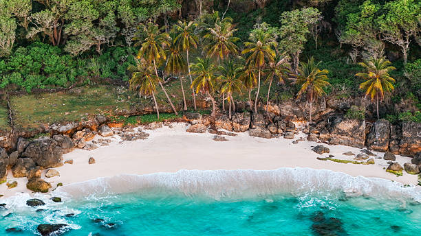 Idyllic tropical coastline with palm trees, white sand, and clear turquoise water.