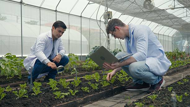 istock Two Biotechnology man engineer holding magnifying glass and looking at the vegetables leaf in hydroponics farm for disease 2208752574